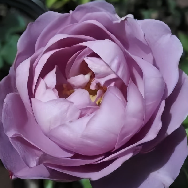 Smokey Eyes Rose