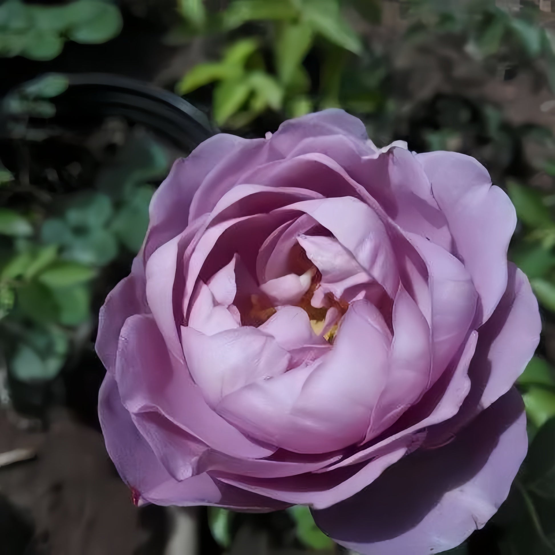 Smokey Eyes Rose