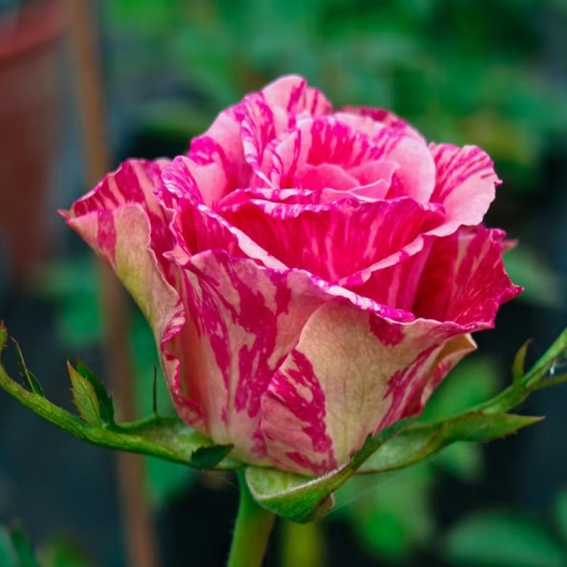 Think Pink Rubans Roses Pink Intuition Rose – Elegant Garden Rose – Fast-growing-Plant