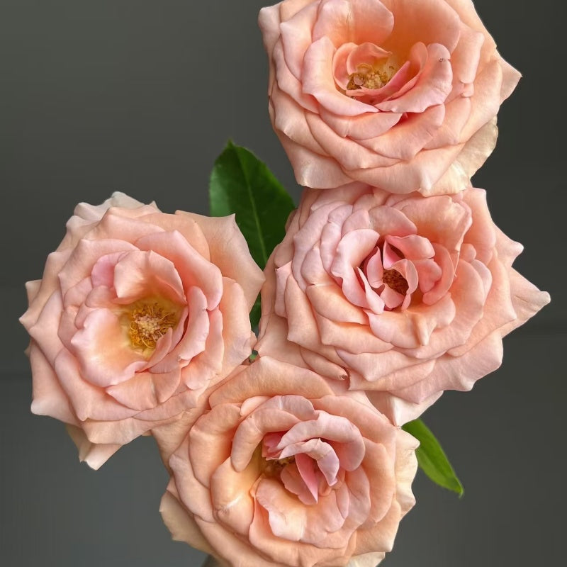 RP Moab Rose