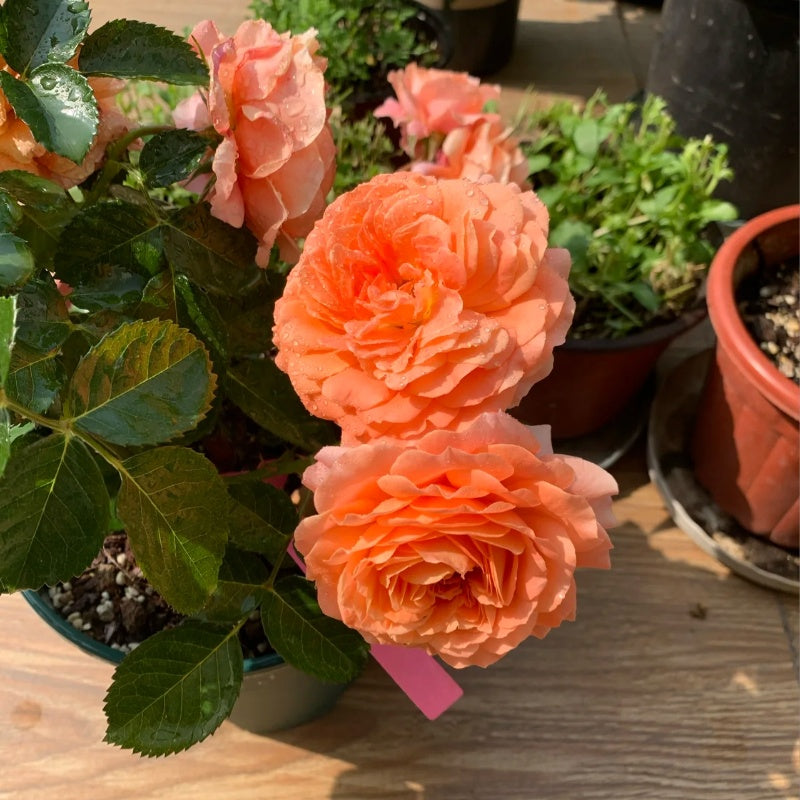 Saturnus King Terrazza Rose