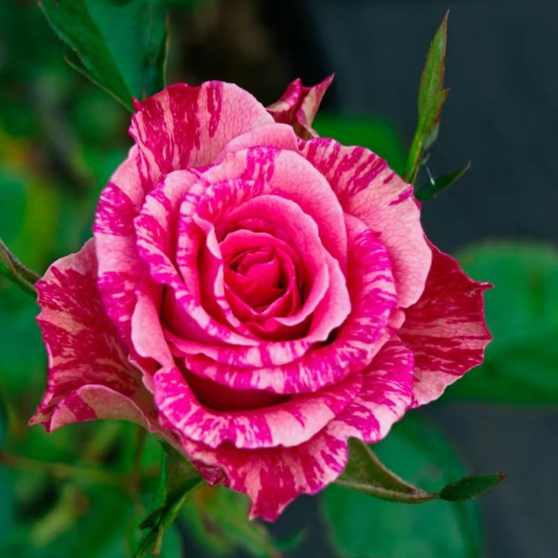 Think Pink Rubans Roses Pink Intuition Rose – Elegant Garden Rose – Fast-growing-Plant