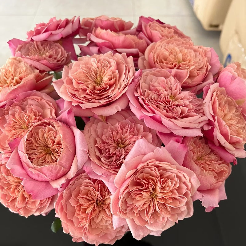 Miyabi Rose Elegant Garden Rose Fast growing Plant Miyabi Rose Elegant Garden Rose Fast growing Plant