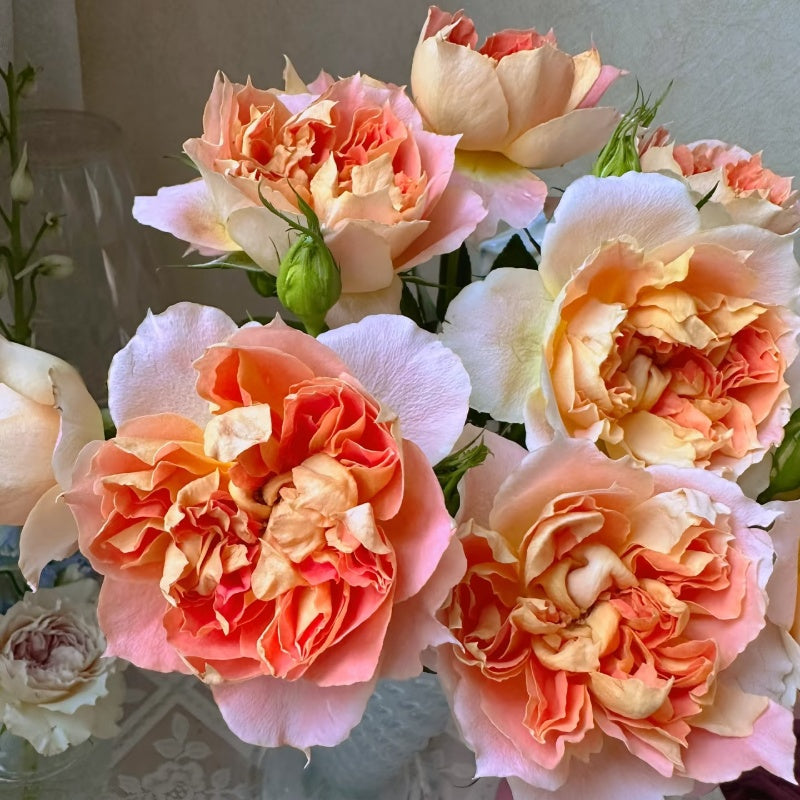 Lanterne Citrouille Rose