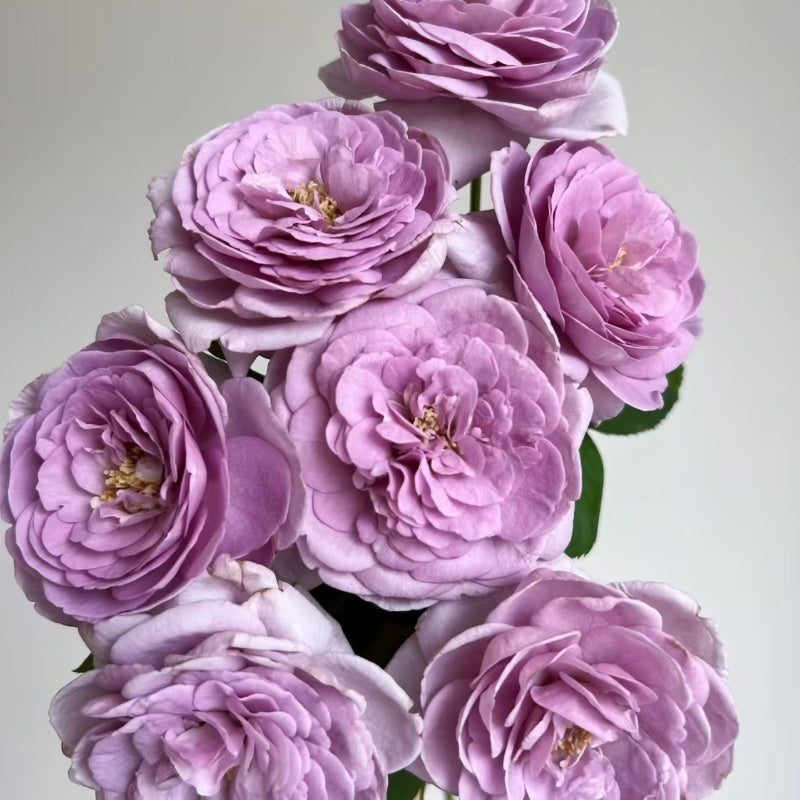 Shinoburedo (also known as Purple Rain) Rose