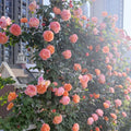 The Impressionist Rose
