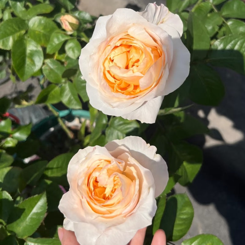 Victorian Peach Rose
