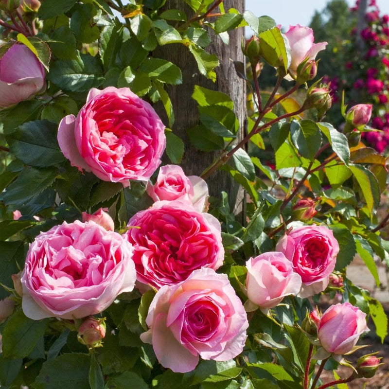 Sophia Romantica Rose