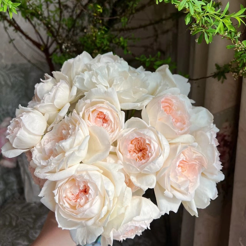 Bolero Rose