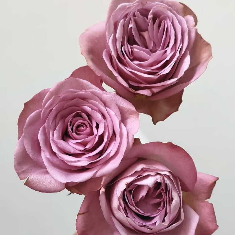 Montmartre Rose