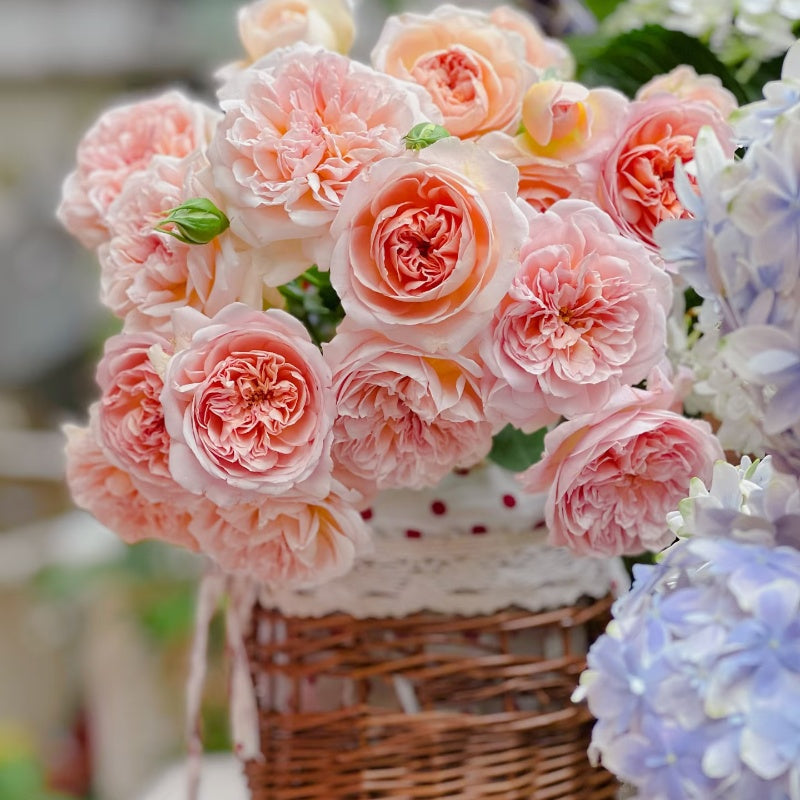 Jules Verne Rose
