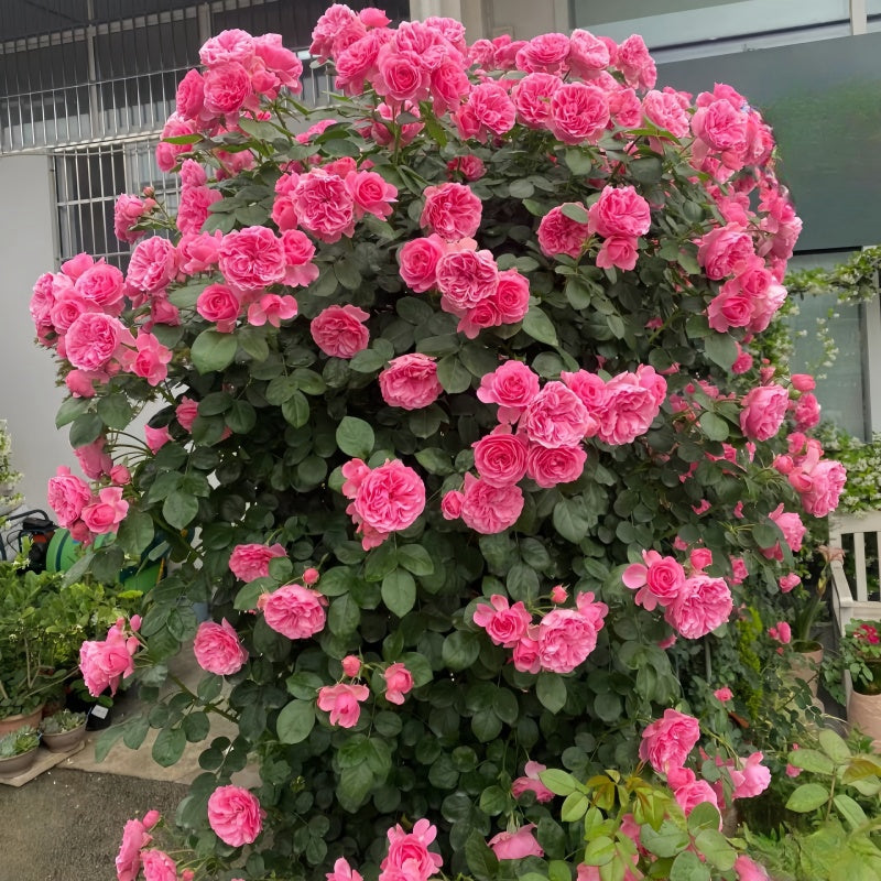 Leonardo da Vinci (Pink Leonardo da Vinci) Rose