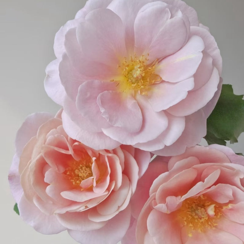 Distant Drums Rose