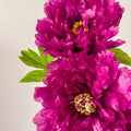 Rouge Pivoine Rose