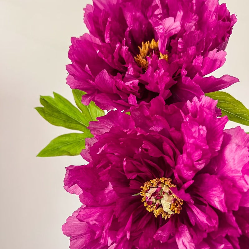 Rouge Pivoine Rose