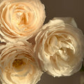 Princesse Astrid de Belgique Rose