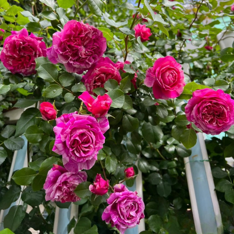 Inis Rose Ines Sastre Rose – Elegant Garden Rose – Fast-growing-Plant