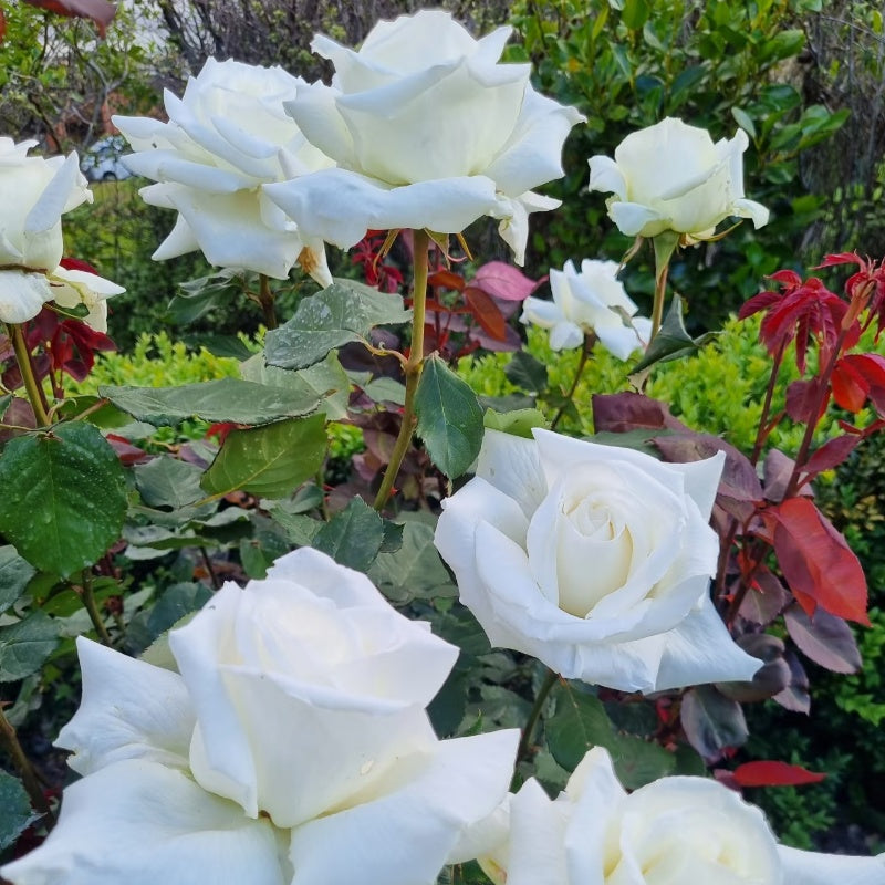 Pape Jean Paul II Rose