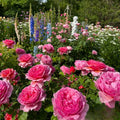 Princess Alexandra of Kent Rose