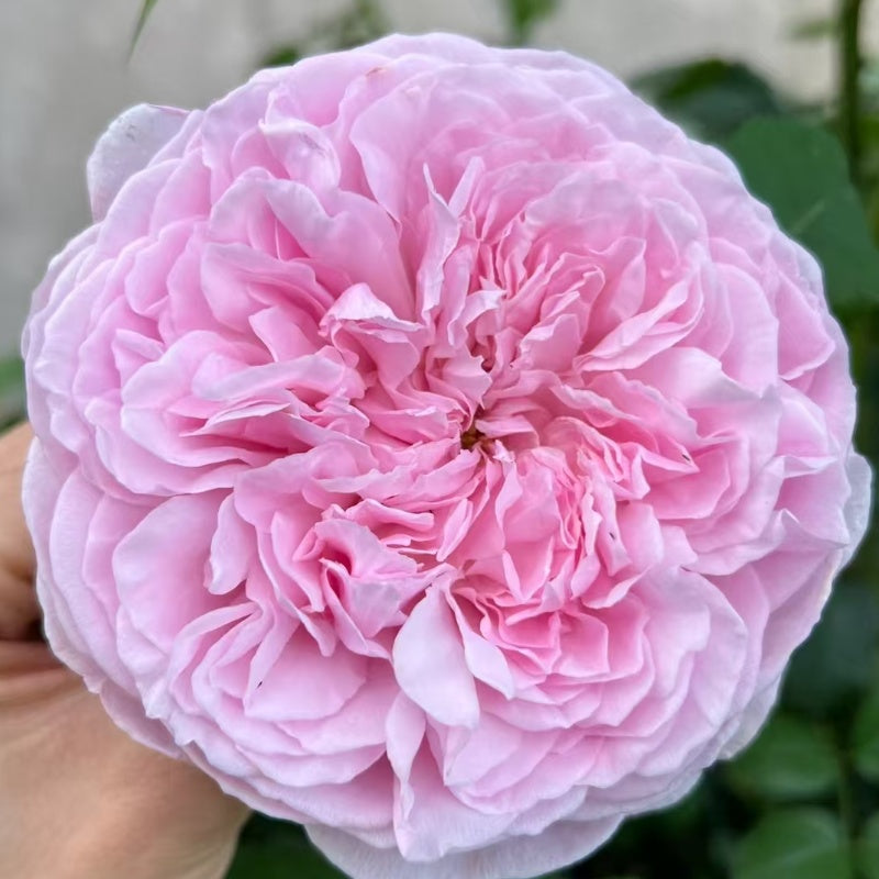 Spirit of Freedom Rose