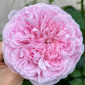Spirit of Freedom Rose