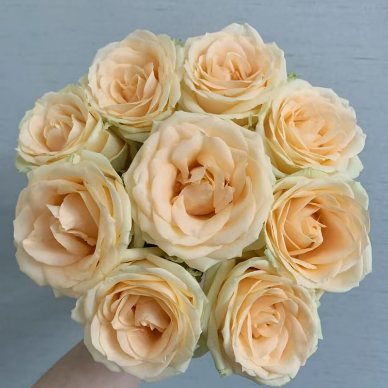 Peach Avalanche Rose