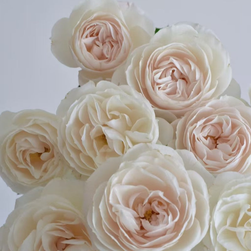 Princesse Astrid de Belgique Rose