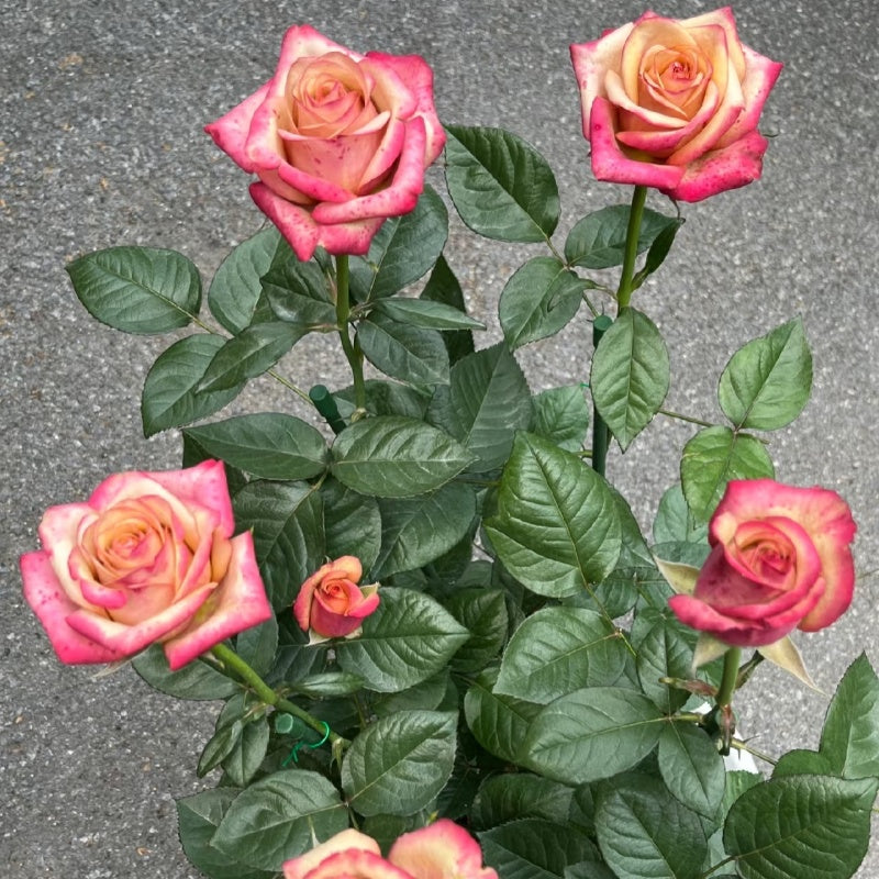 Glad Tidings Rose