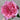 Wei Zi Fu Rose garden rose with elegant blooms