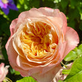 Edith rose by David Austin with soft pink petals and dark outer edges