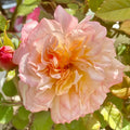 Edith rose by David Austin with soft pink petals and dark outer edges