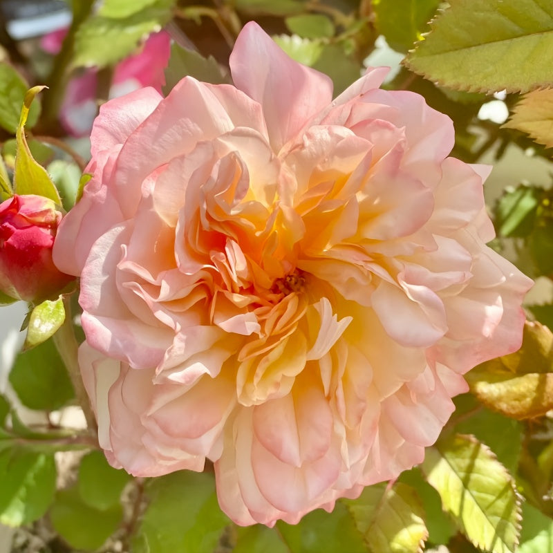 Edith rose by David Austin with soft pink petals and dark outer edges