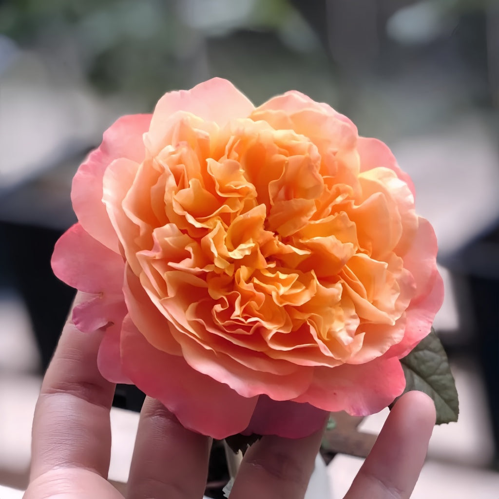 Edith rose by David Austin with soft pink petals and dark outer edges