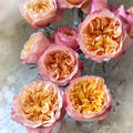 Edith rose by David Austin with soft pink petals and dark outer edges