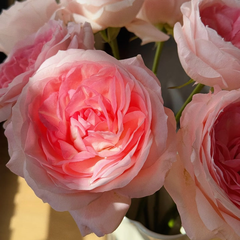 Monroe Rose