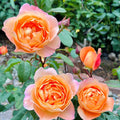 Lady Emma Hamilton Rose