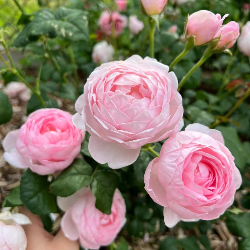 Scepter’d Isle Rose