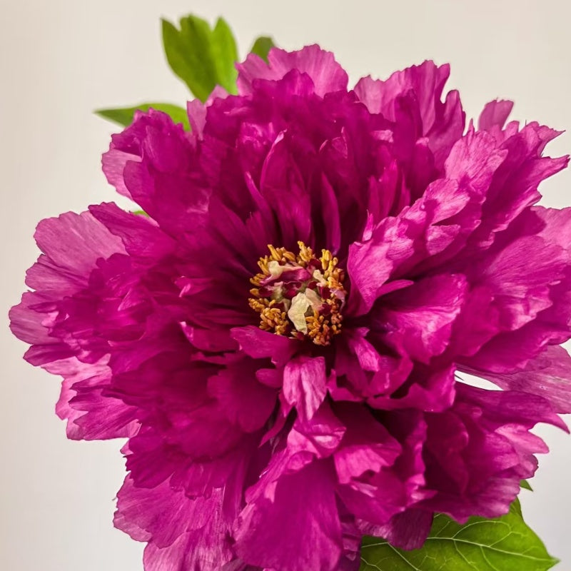 Rouge Pivoine Rose
