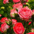Coral Gemstone Beauty  Rose