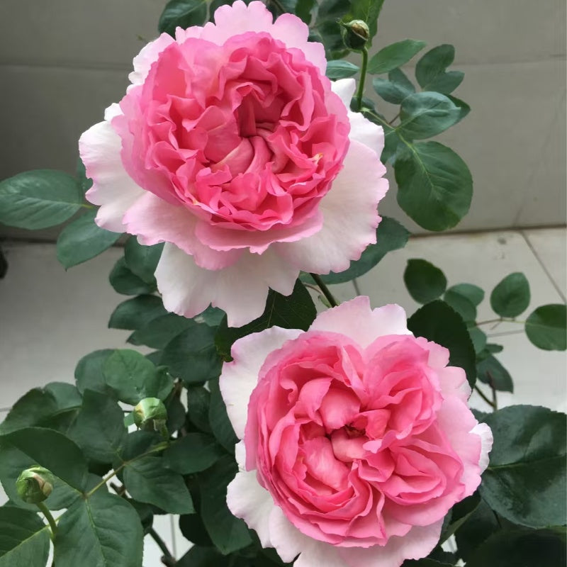 Yves Metropole Monaco Rose
