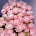Strawberry Macaron Rose