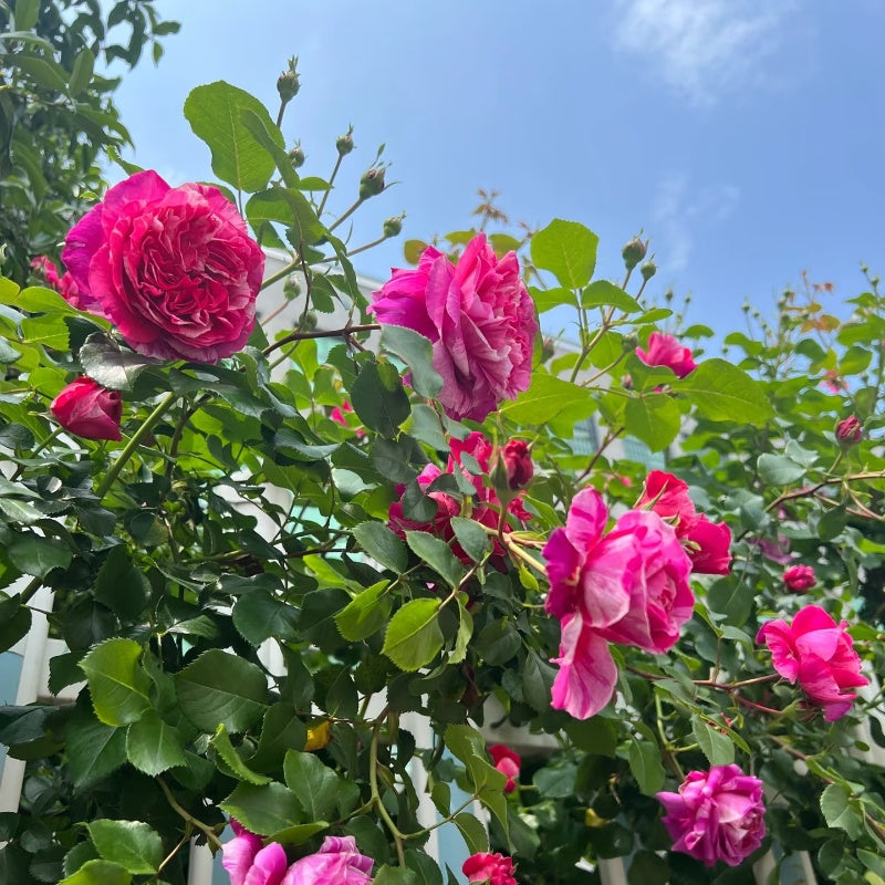 Ines Sastre Rose