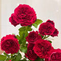 Red Leonardo da Vinci Rose