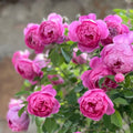 Royal Jubilee Rose