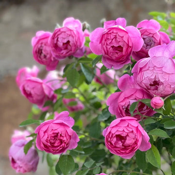 Royal Jubilee Rose