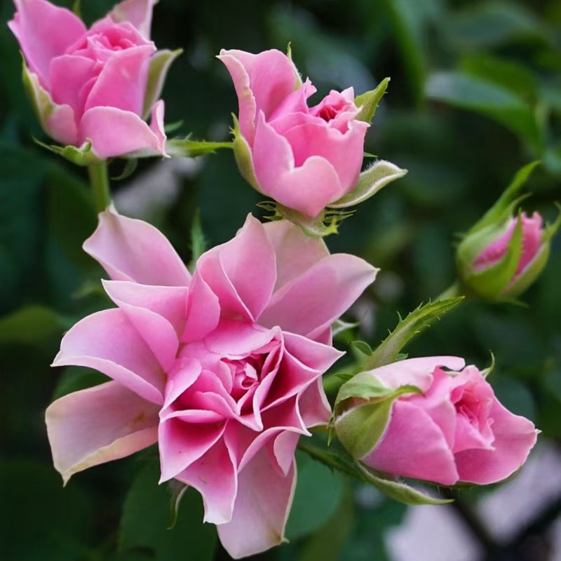 Fastest Growing Roses Antique Bouquet Rose – Elegant Garden Rose – Fast-growing-Plant