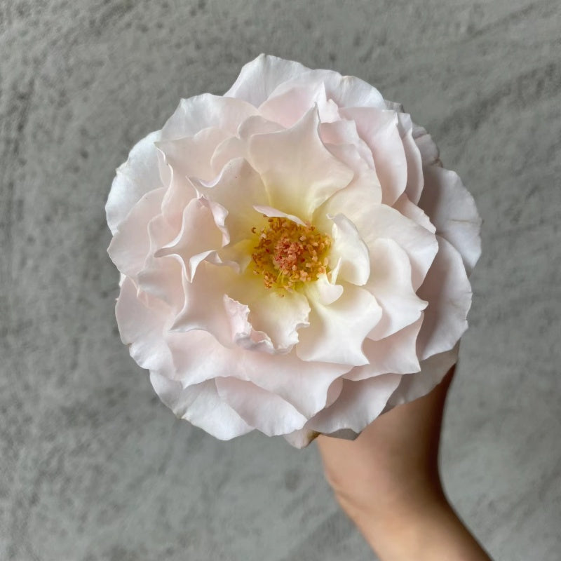 Chouchou Rose