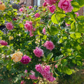 Bienvenue Rose