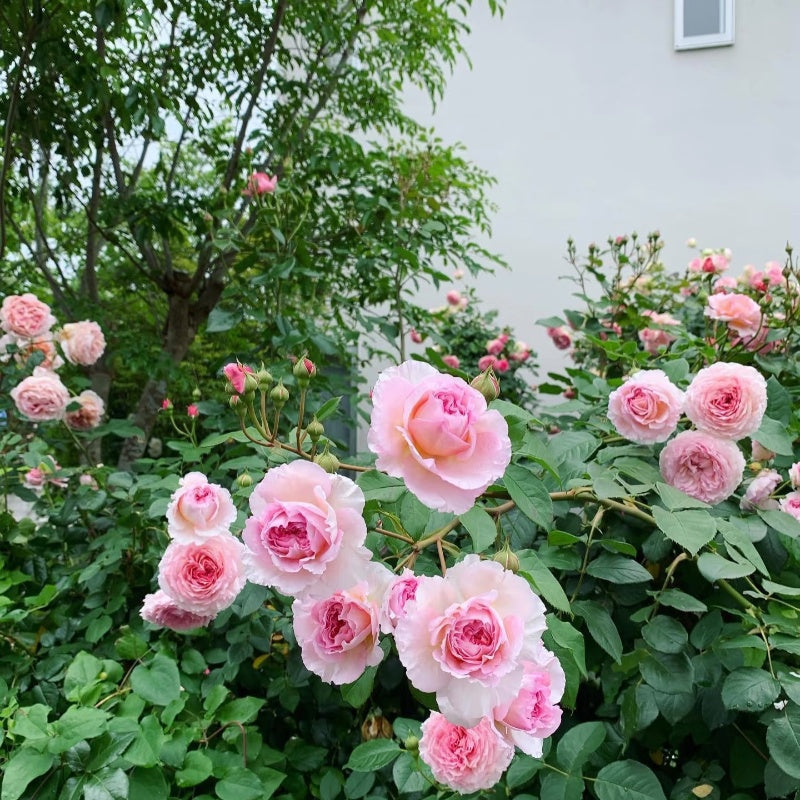 James Galway Rose