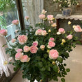 Yves Otome heart Rose